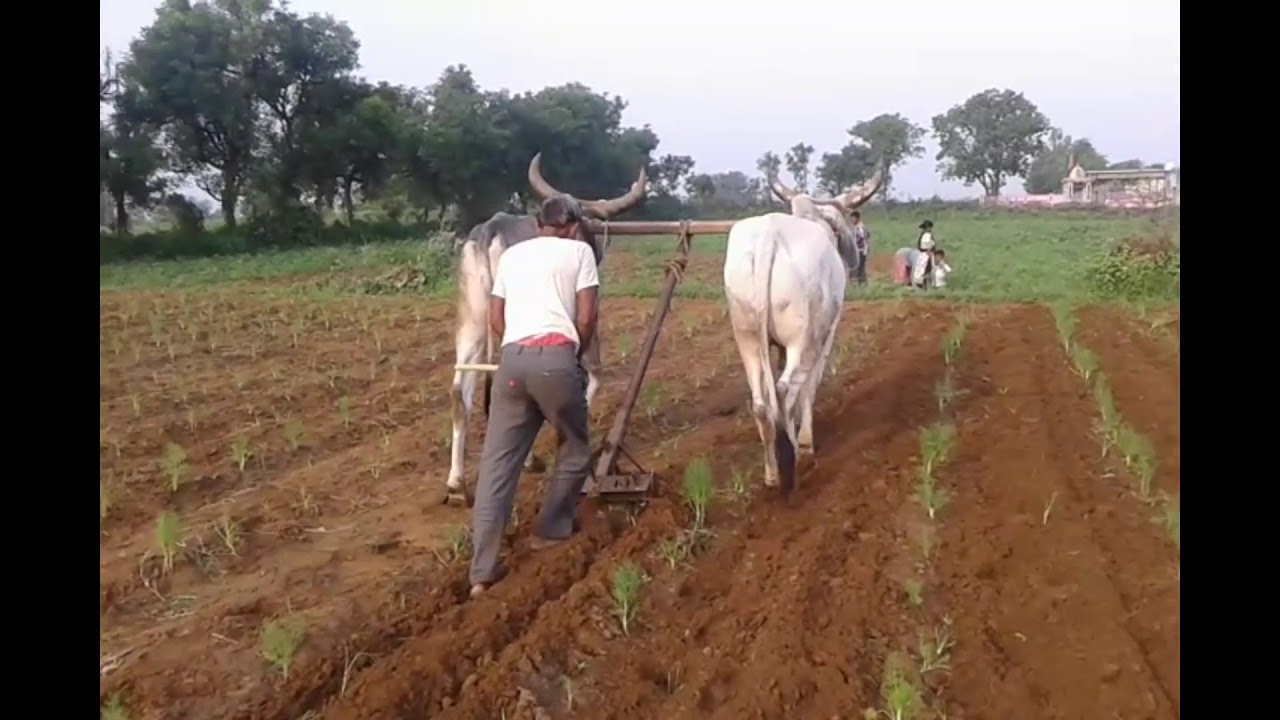 Organic Farming By Bulls An Ancient technique To Cultivate The Farm