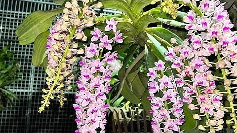 11/12  bán phong lan ngọc điểm rừng thuần cây to siêu nhiều nụ. Sdt.zalo. 0961398025