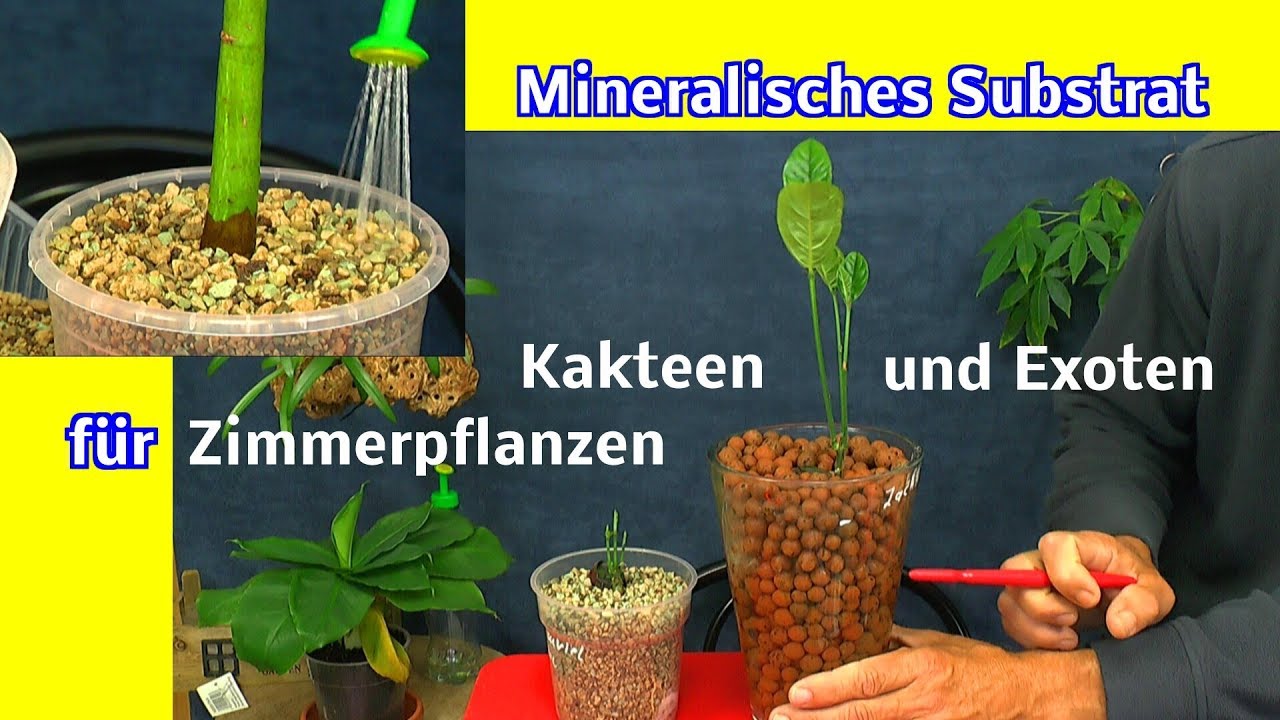 Kakteensubstrat für die Exoten unter den Pflanzen ohne ...