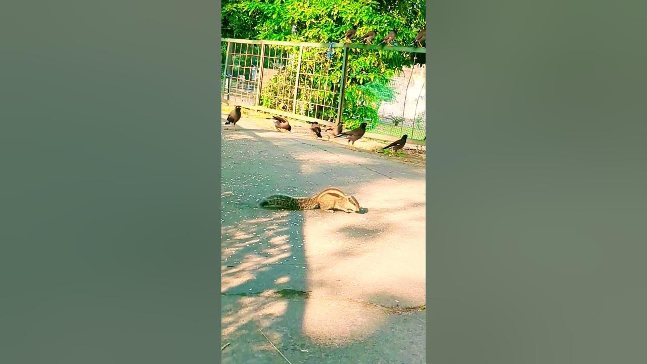 Cute squirrel eating Rice 🥰🐿️🐿️squirrel birds nature YouTube