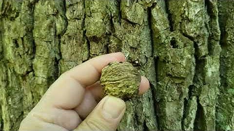 ID That Tree: Black Walnut