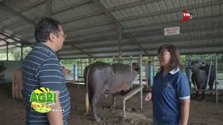 Barakong Kalabaw para sa mas maraming Gatas!? Huh Paano?