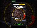 This Worm Business Can Make You Dollars at Home. #farming#wormszone#business#dollar#garden#growfood