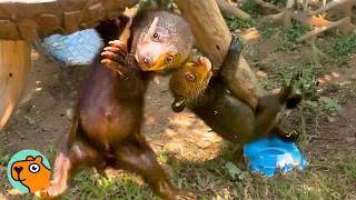 Bear Cubs Taken From Their Mother Overcome Odds Together  Cuddle Buddies
