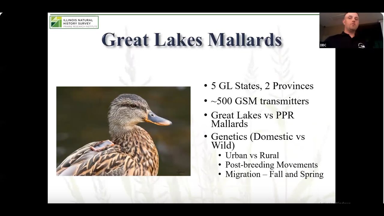 Waterfowl Research