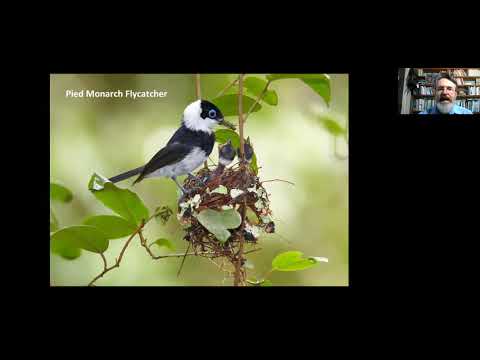 Birding Tropical Queensland with Alan Gillanders - YouTube