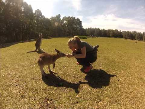 Kangoroo trip to Morisset