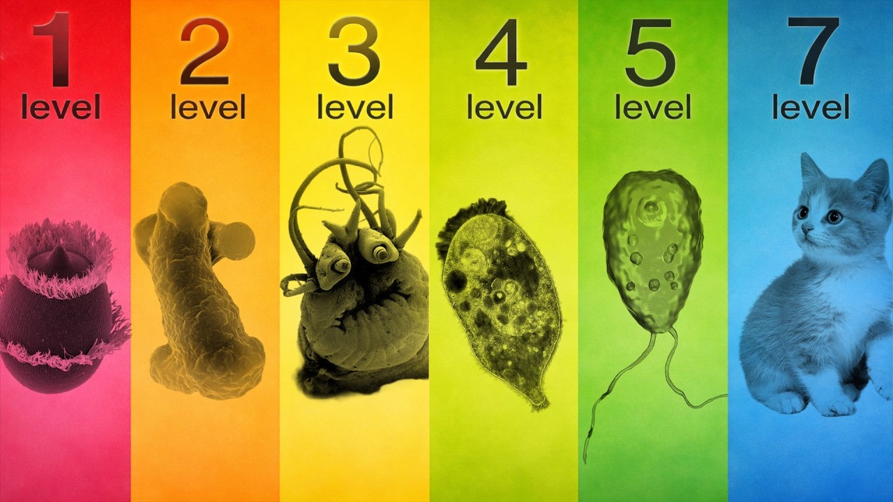The 7 Levels of Micro-Predators