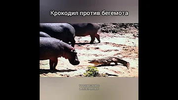 Крокодил против бегемота