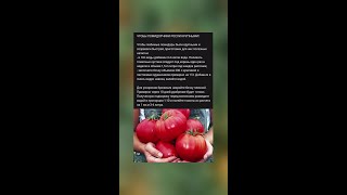 Секреты Обильного Урожая Помидоров