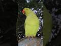 #parrot #pet #petlovers #petofinstagram #parrots #talkingbird #talkingparrot #funnypets #viralreels.