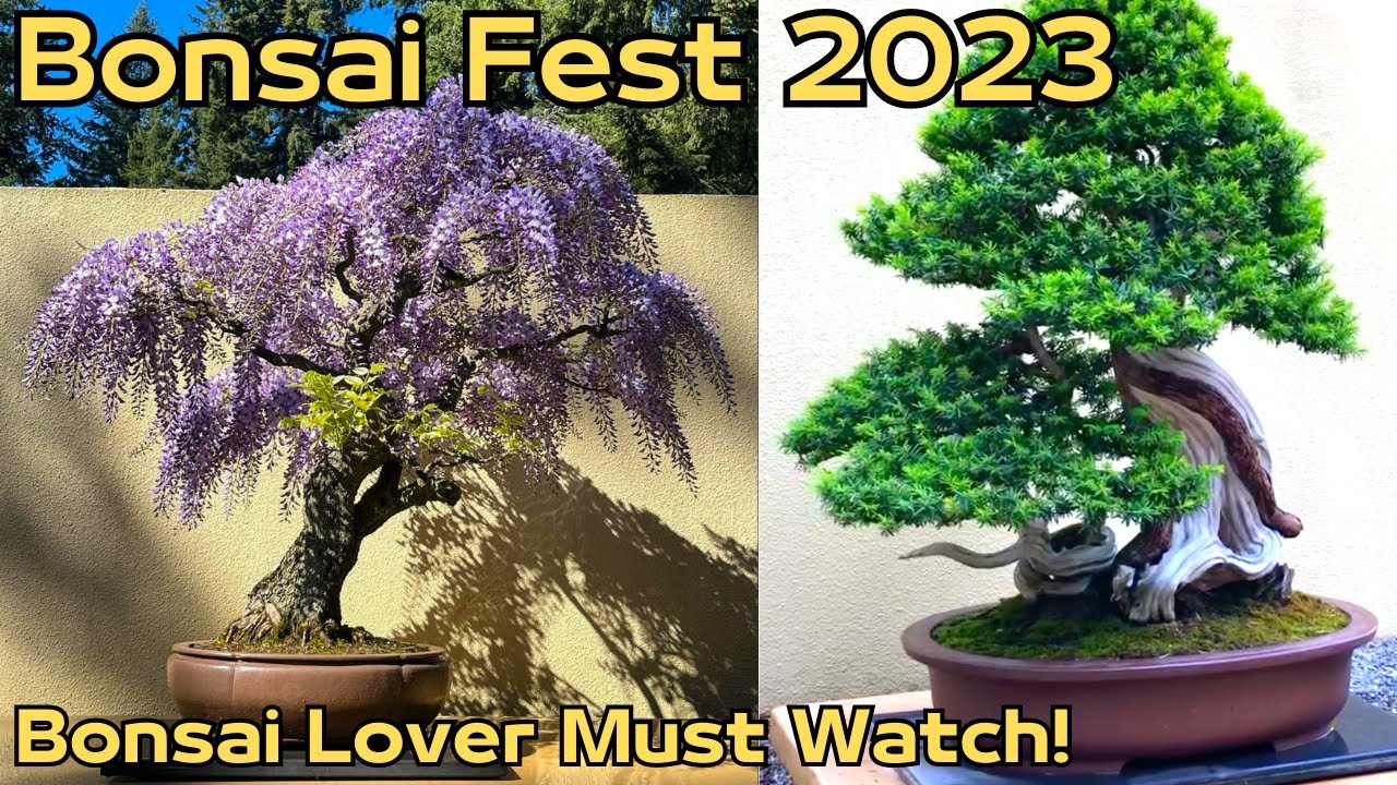 Bonsai Fest 2023 Classic Collection, New Exhibition, And Mame Bonsai