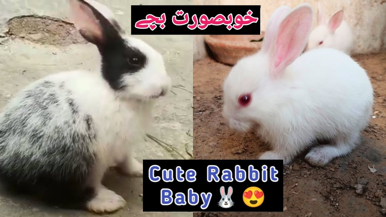 Cute & little Rabbit Babies || Beautiful Rabbits || Beautiful Animals ...