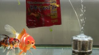 うちの金魚は色揚げ用のエサで赤くなるのか その４ アクアリウム Youtube