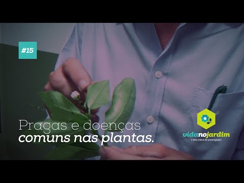 Vídeo: As Principais Pragas E Doenças Das Framboesas