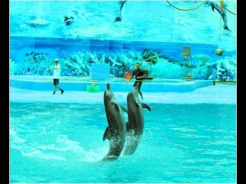 Biểu diễn cá heo – Suối Tiên