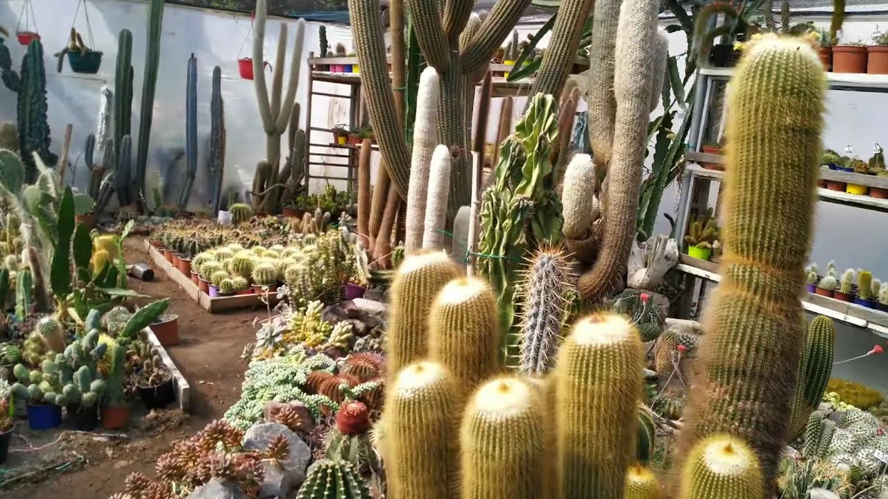 TOUR por el Vivero de Cactus El Espinito | Fabi Plantas 🌵🇪🇨 #suculentas #tour