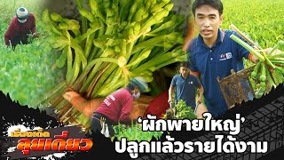 เรื่องเด็ดลุยเดี่ยว | ผักพายใหญ่ ปลูกงามรายได้ดี จ.สิงห์บุรี | ข่าวเที่ยงอมรินทร์ | 2 ก.พ.66