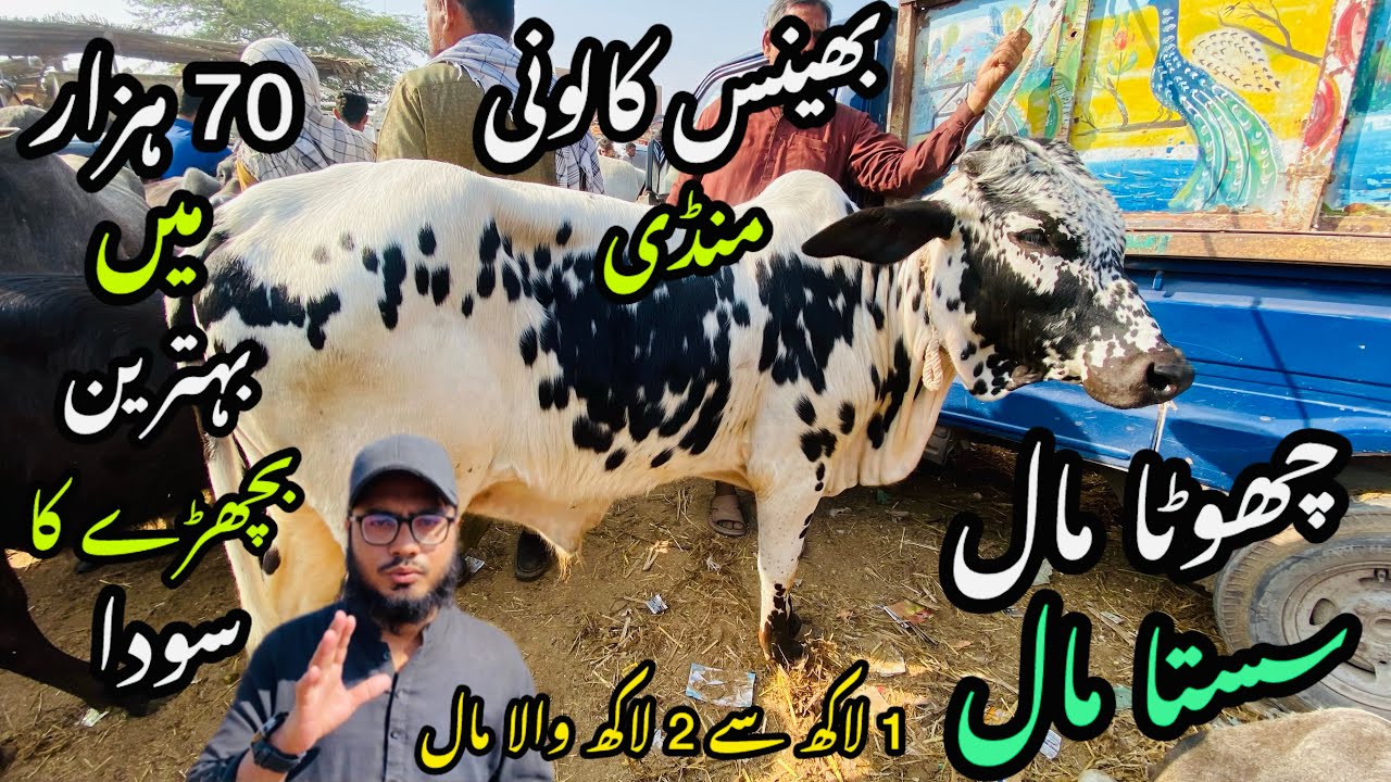 Bhains Colony Mandi Karachi Cattle Rates Update❤️ || 15 January 2026 || Cow Mandi 2026 💫
