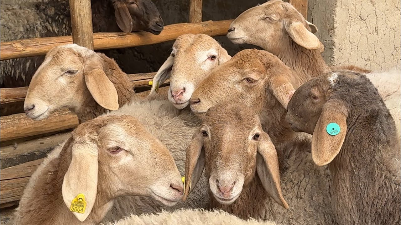 ARASHANDI TOZALARI MOSHINAGA ALISHTIRMAGANLARIDAN 