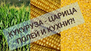 ОБЗОР И ТЕСТ КУКУРУЗА: bonduelle, heinz, globus, no name, бояринъ, красная цена, овощной край