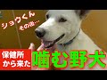 【噛む野犬】ショウくんその後のご報告