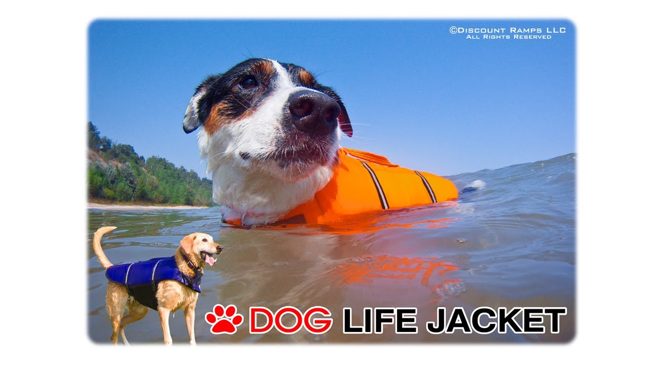 dog life jacket bcf