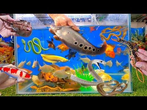 Video Tổng hợp các loại cá cảnh đẹp, cá chép nhật, cá sam,... - youtube