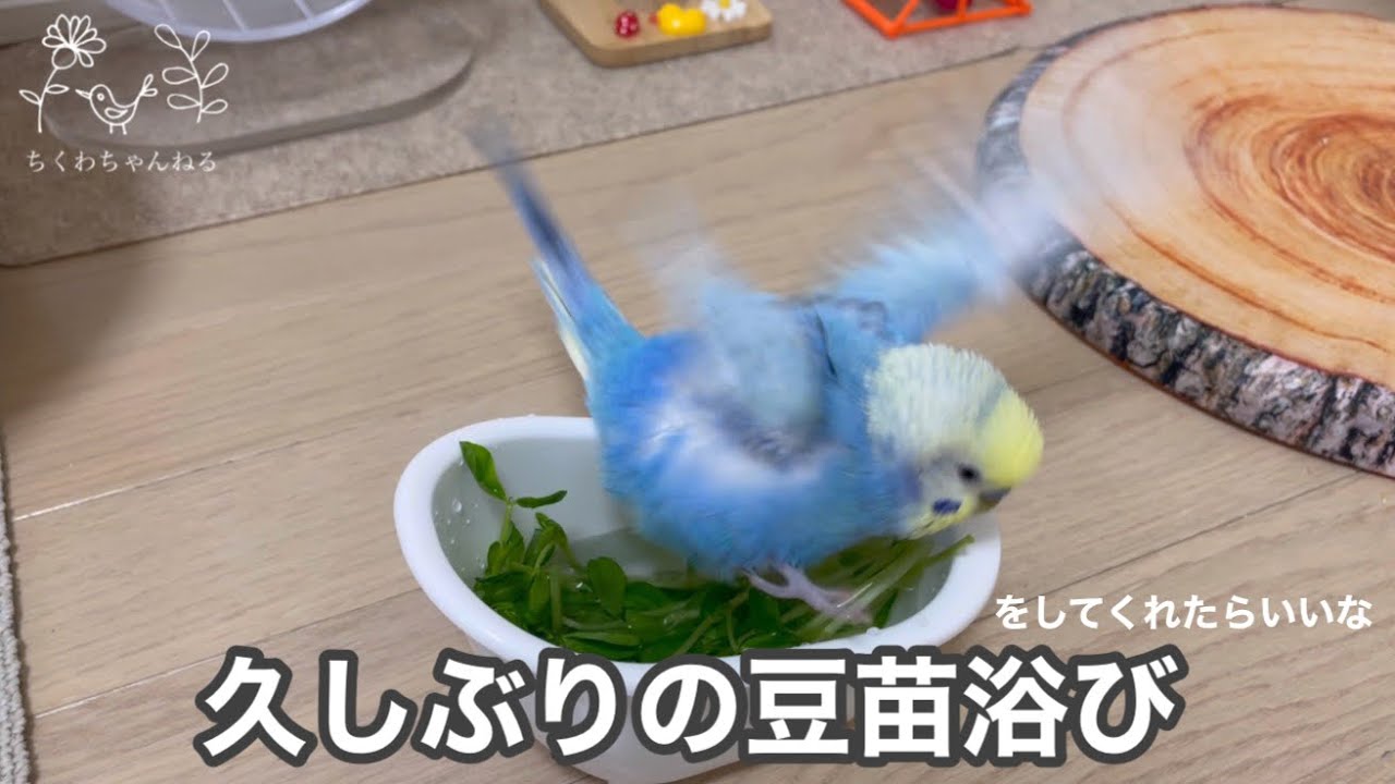 112 seriaのバスタブで豆苗浴び出来るかな？🐥💕セキセイインコ 2歳