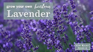 Sow Right Seeds | Grow Lavender from Seed