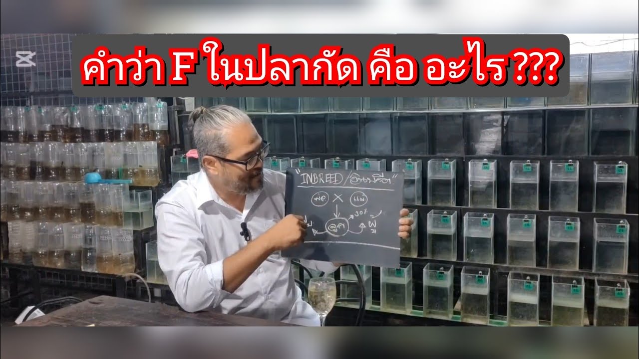 คำว่า F ในปลากัด คือ อะไร ???