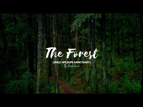 THE FOREST I Cinematic Video - YouTube