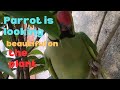 Parrot is looking beautiful on the plant#parrot #plant