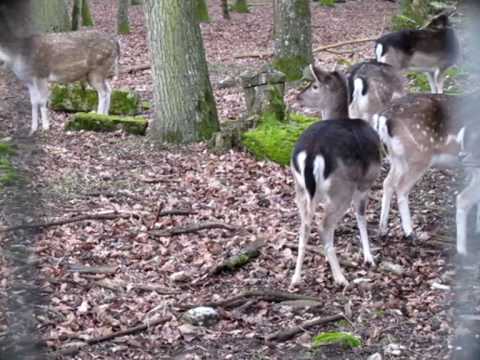 ANIMAUX DE LA FORET-DAIMS- DOMAINE DE RABREUX-62-ANIMA...  OF THE FOREST-deer -