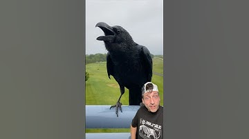 Crows are way too smart