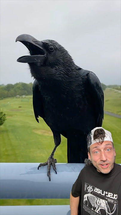 Crows are way too smart