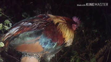 Tsom tua qaib qus hmo ntuj 03.2019