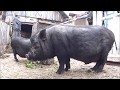 вьетнамские свиньи  на откорм, чем кормлю