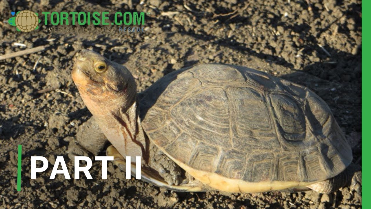 Burger gets crazier | Part 2 | American Tortoise Rescue - YouTube