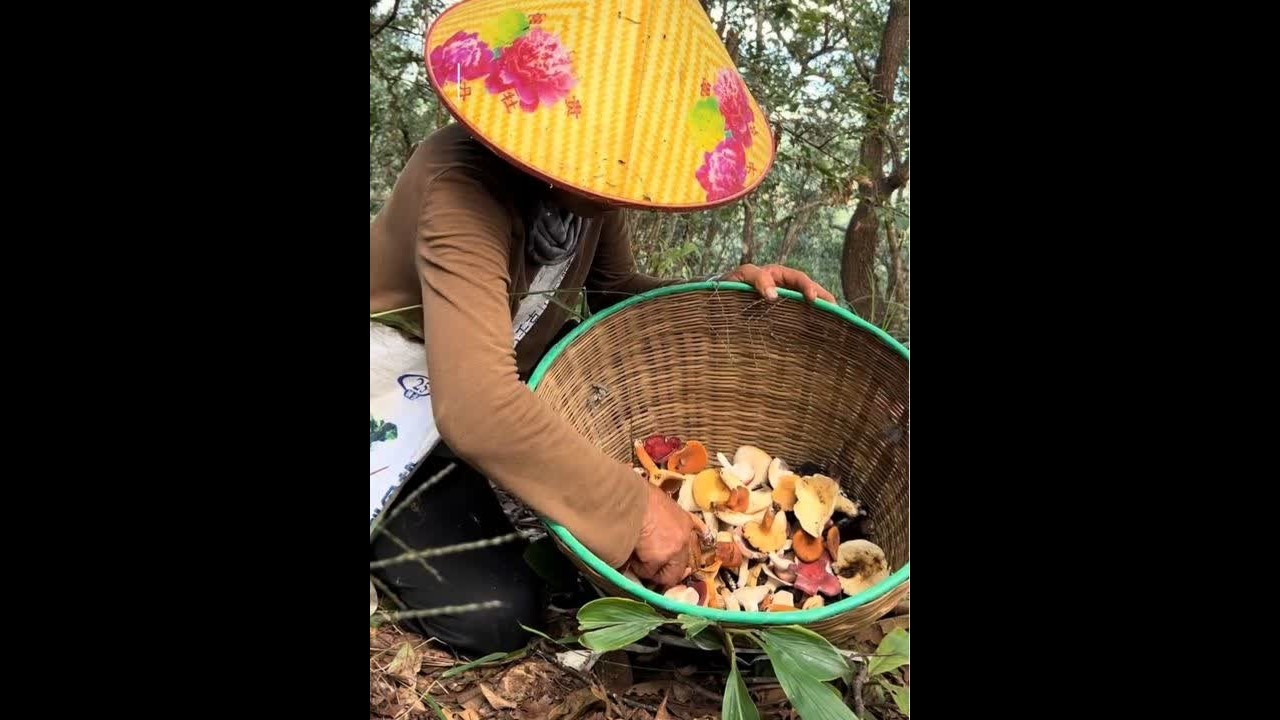 跟着瑶瑶妈妈的镜头一起体验乡村治愈时刻，山林里可劲找菌子，那菌子有好几种品种 去看看你们有没有认识的菌子，还有去捡野生小板栗 刺壳扎手但好玩得很 挖草药也长见识 回家煮锅菌汤，那香味，满屋子都是，浓