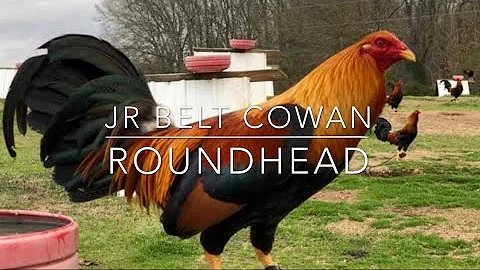 COWAN ROUNDHEAD
