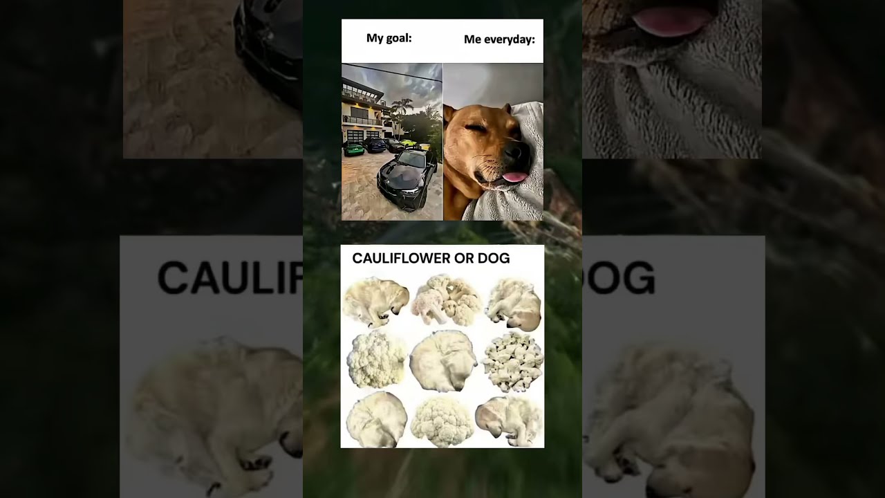 6a Memesdaily Memes Zyxabc Funnyimages