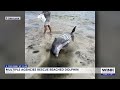 Beached dolphin rescued in Matlacha Pass after getting stuck on sandbar
