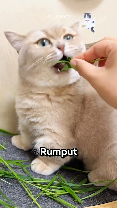 Kenapa Kucing Makan Rumput⁉️😱
