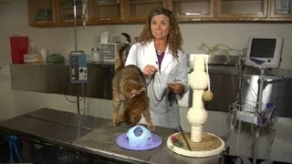 How to Tame a Hyperactive Cat : Cat Health Care & Behavior How to Tame a Hyperactive Cat : Cat Health Care & Behavior
