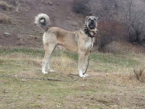 Bu Sekilde Beslerseniz Kangal Bu Sekilde Buyur Fotografta Gordugunuz Gibi Sadece Izle Youtube