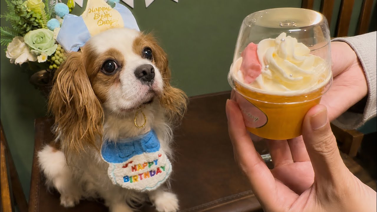 Cavalier King Charles Spaniel with food on the brain even on their