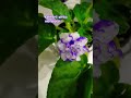 Afrika Menekşesi #фиолетовый #violet #violett #बैंगनी #紫色 #バイオレット#viral #shorts #short #viralvideo