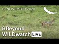 WILDwatch Live | 12 November, 2020 | Morning Safari | South Africa