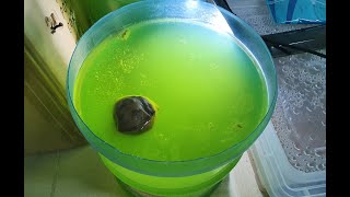 видео: Эксперимент по 100 кратному увеличению Дафнии моина! Metode pemuliaan daphnia moina di Indonesia! картинка: Эксперимент по 100 кратному увеличению Дафнии моина! Metode pemuliaan daphnia moina di Indonesia!